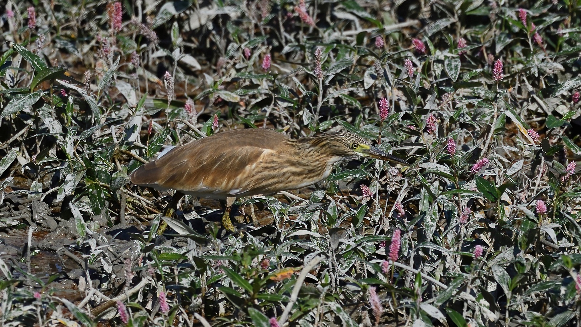Squacco Heron